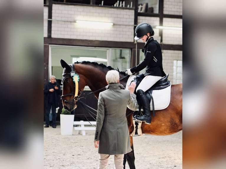 Hannoveraner Wallach 10 Jahre 173 cm Brauner in Lohfelden Hannoveraner Wallach 10 Jahre 173 cm Brauner in Lohfelden