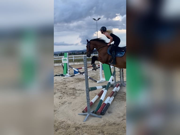 Hannoveraner Wallach 10 Jahre 173 cm Brauner in Lohfelden Hannoveraner Wallach 10 Jahre 173 cm Brauner in Lohfelden