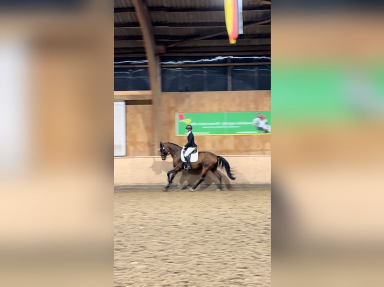 Hannoveraner Wallach 10 Jahre 173 cm Brauner in Lohfelden Hannoveraner Wallach 10 Jahre 173 cm Brauner in Lohfelden