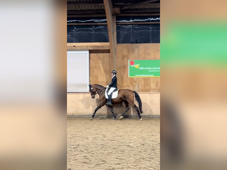 Hannoveraner Wallach 10 Jahre 173 cm Brauner in Lohfelden Hannoveraner Wallach 10 Jahre 173 cm Brauner in Lohfelden
