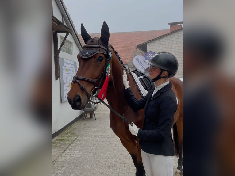 Hannoveraner Wallach 10 Jahre 173 cm Brauner in Lohfelden Hannoveraner Wallach 10 Jahre 173 cm Brauner in Lohfelden