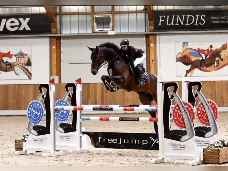 Hannoveraner Wallach 10 Jahre 173 cm Brauner in Geestland