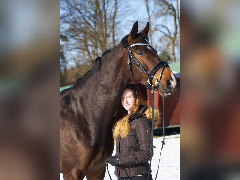 Hannoveraner Wallach 10 Jahre 173 cm Dunkelbrauner in Brietlingen