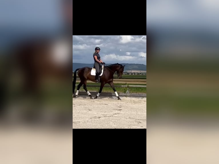 Hannoveraner Wallach 10 Jahre 173 cm Dunkelbrauner in Bleckede