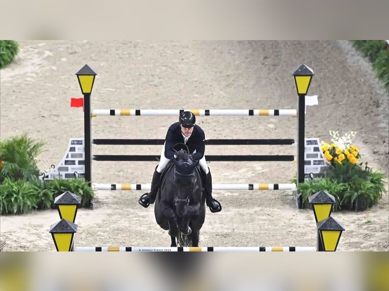 Hannoveraner Wallach 10 Jahre 173 cm Rappe in Rotterdam