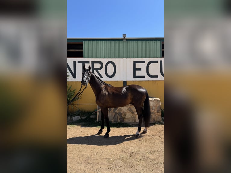 Hannoveraner Wallach 10 Jahre 173 cm Schwarzbrauner in Aldea De Los Rios