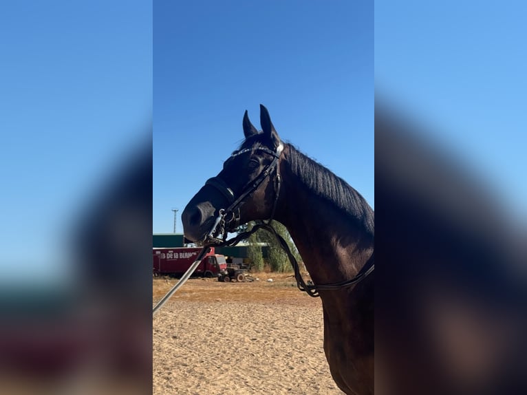 Hannoveraner Wallach 10 Jahre 173 cm Schwarzbrauner in Aldea De Los Rios