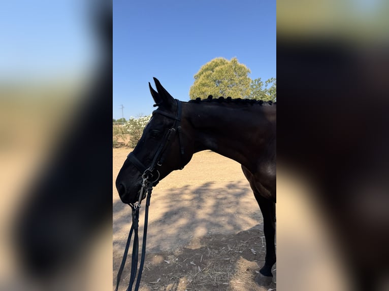 Hannoveraner Wallach 10 Jahre 173 cm Schwarzbrauner in Aldea De Los Rios