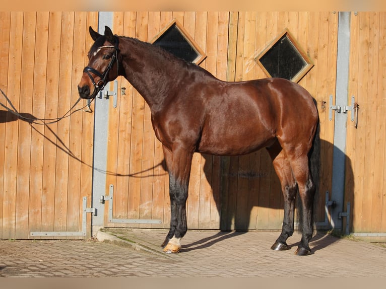 Hannoveraner Wallach 10 Jahre 174 cm Brauner in Groß Ippener