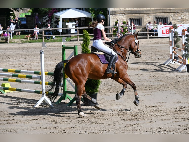 Hannoveraner Wallach 10 Jahre 174 cm Brauner in Auetal Borstel