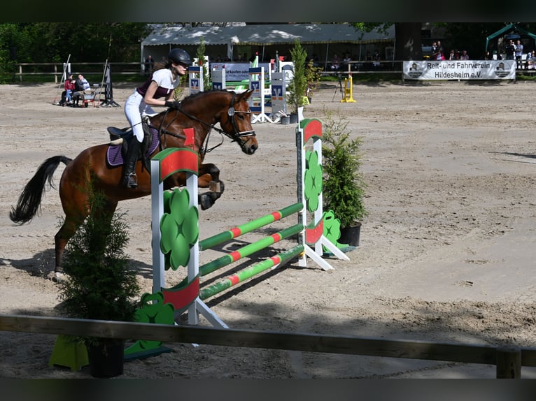 Hannoveraner Wallach 10 Jahre 174 cm Brauner in Auetal Borstel