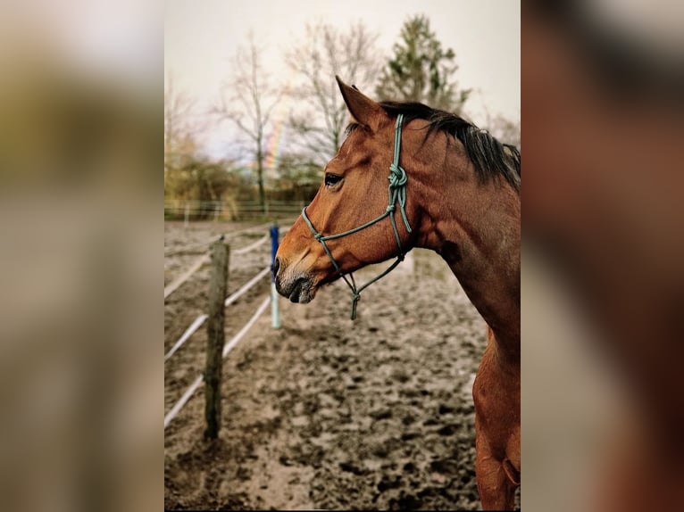 Hannoveraner Wallach 10 Jahre 174 cm Brauner in Auetal Borstel