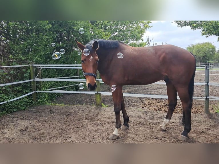 Hannoveraner Wallach 10 Jahre 174 cm Brauner in Auetal Borstel