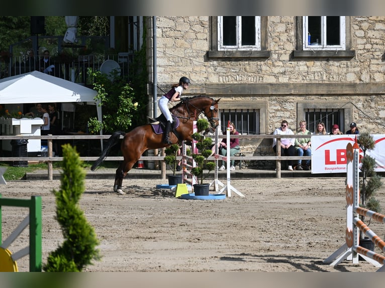 Hannoveraner Wallach 10 Jahre 174 cm Brauner in Auetal Borstel