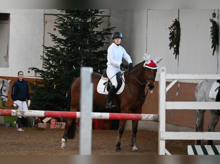 Hannoveraner Wallach 10 Jahre 174 cm Brauner in Auetal Borstel