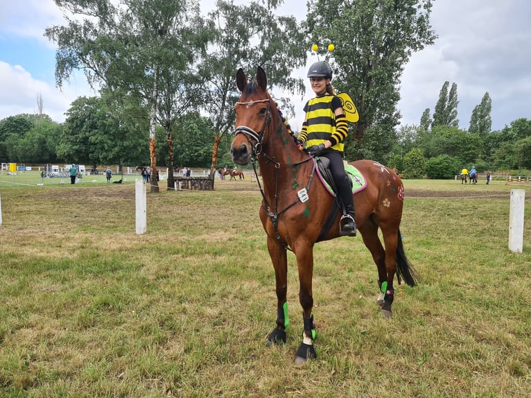 Hannoveraner Wallach 10 Jahre 174 cm Brauner in Auetal Borstel
