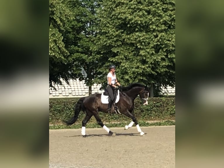 Hannoveraner Wallach 10 Jahre 174 cm Dunkelbrauner in Schmachtenhagen