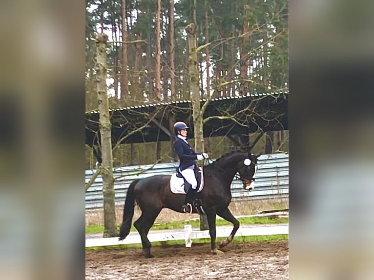 Hannoveraner Wallach 10 Jahre 174 cm Dunkelbrauner in Schmachtenhagen