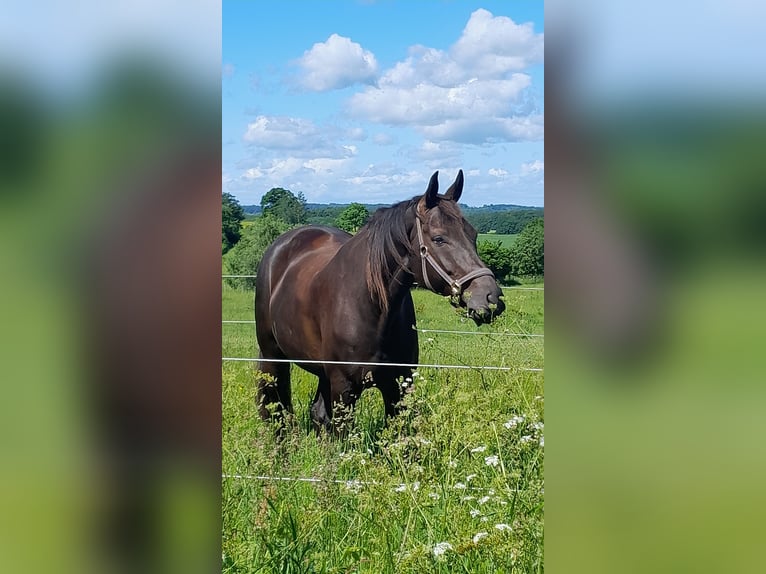 Hannoveraner Wallach 10 Jahre 174 cm Rappe in Blekendorf