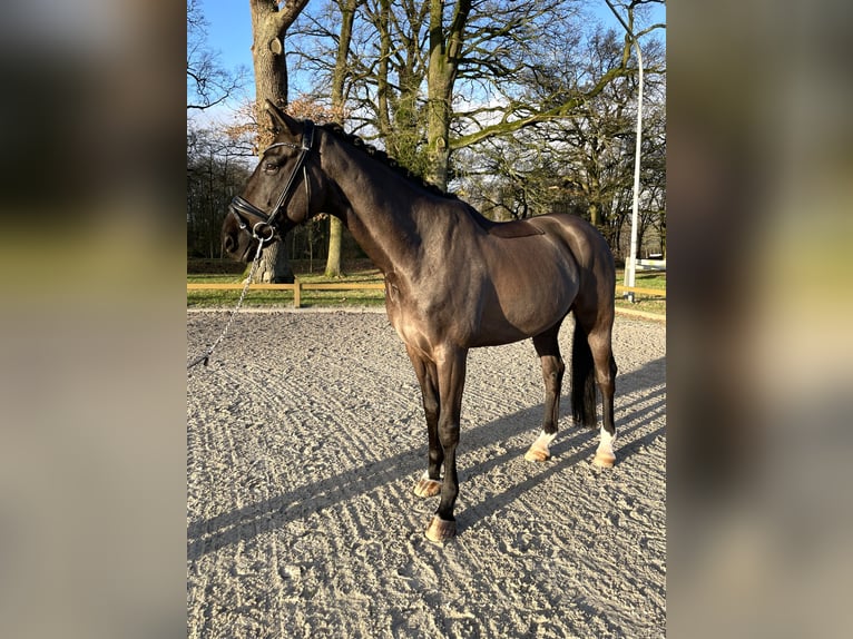 Hannoveraner Wallach 10 Jahre 174 cm Rappe in Bad Zwischenahn