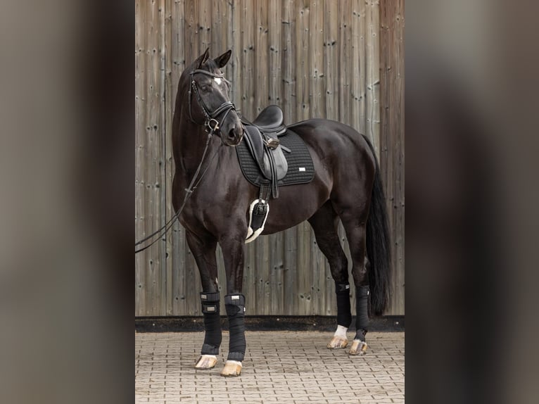Hannoveraner Wallach 10 Jahre 174 cm Schwarzbrauner in Massing