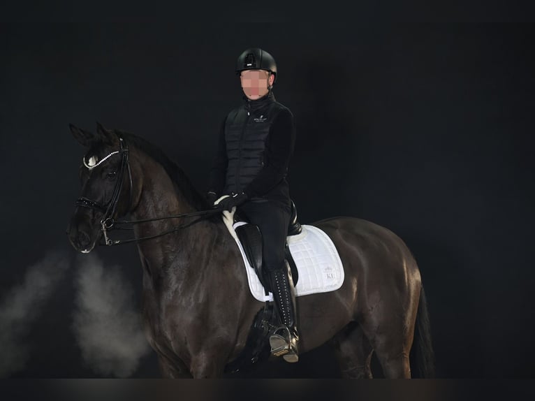 Hannoveraner Wallach 10 Jahre 174 cm Schwarzbrauner in Massing
