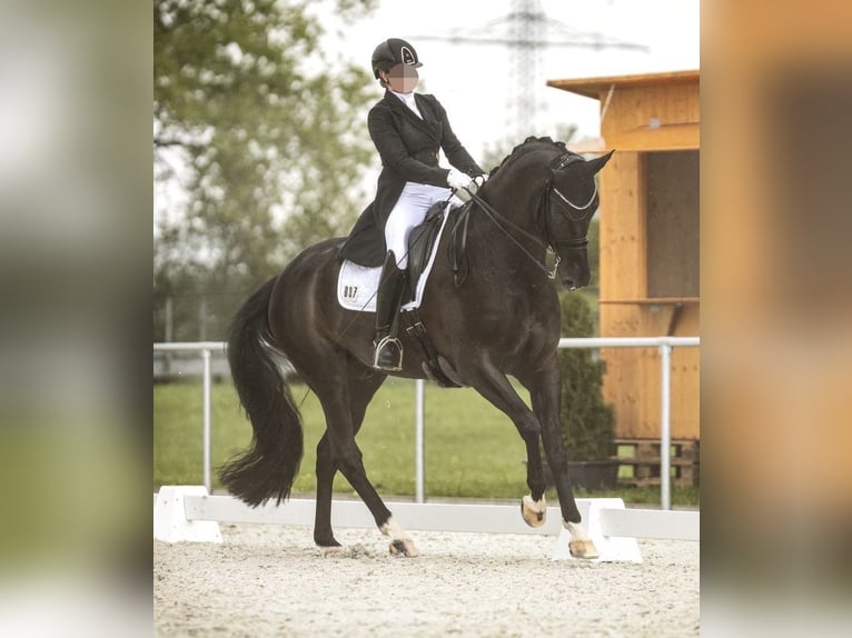 Hannoveraner Wallach 10 Jahre 174 cm Schwarzbrauner in Massing
