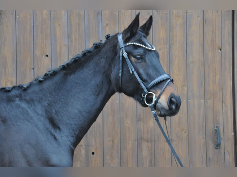 Hannoveraner Wallach 10 Jahre 174 cm Schwarzbrauner in Hilden
