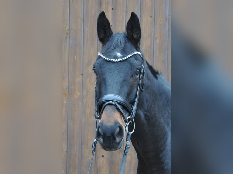 Hannoveraner Wallach 10 Jahre 174 cm Schwarzbrauner in Hilden