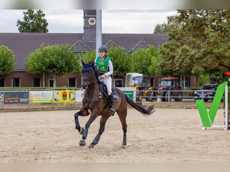 Hannoveraner Wallach 10 Jahre 174 cm Schwarzbrauner in Hilden