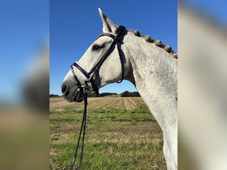 Hannoveraner Wallach 10 Jahre 174 cm White in B&#xF8;rkop