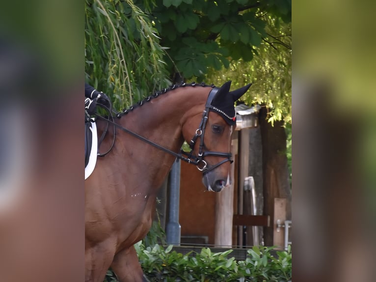 Hannoveraner Wallach 10 Jahre 175 cm Brauner in Garbsen