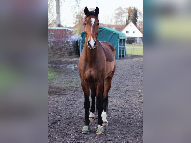Hannoveraner Wallach 10 Jahre 175 cm Brauner in Garbsen