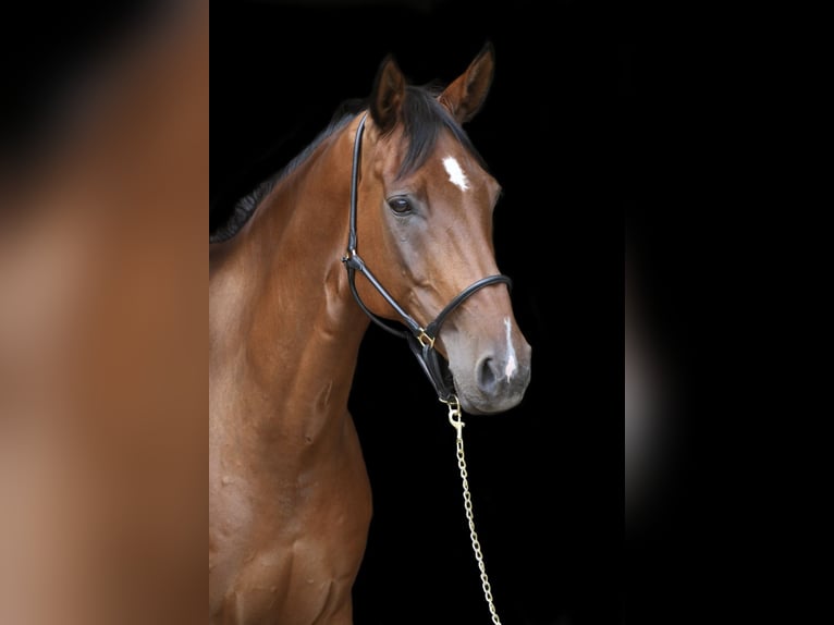 Hannoveraner Wallach 10 Jahre 175 cm Brauner in Salzhausen