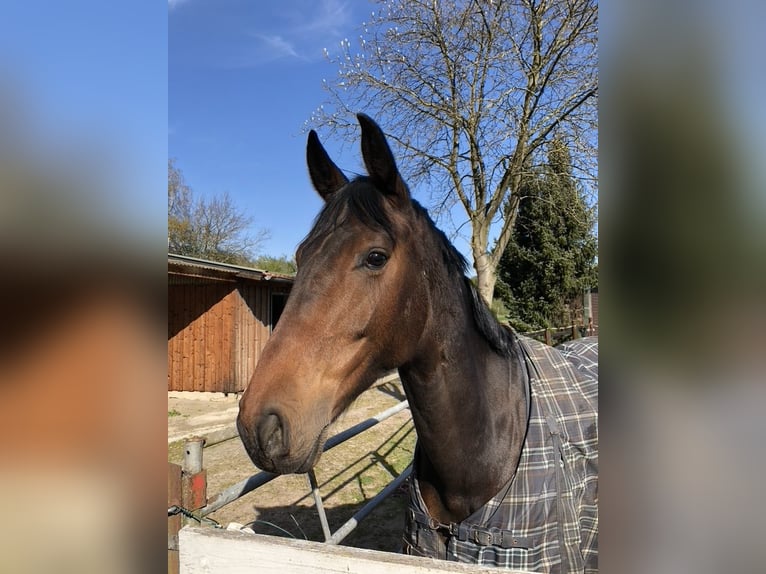 Hannoveraner Wallach 10 Jahre 175 cm Dunkelbrauner in Bassum