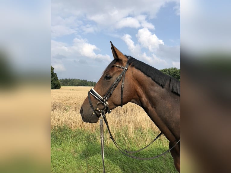 Hannoveraner Wallach 10 Jahre 175 cm Dunkelbrauner in Bassum