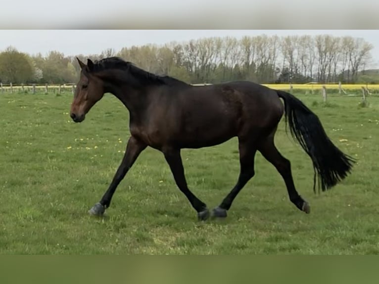 Hannoveraner Wallach 10 Jahre 175 cm Dunkelbrauner in Bassum