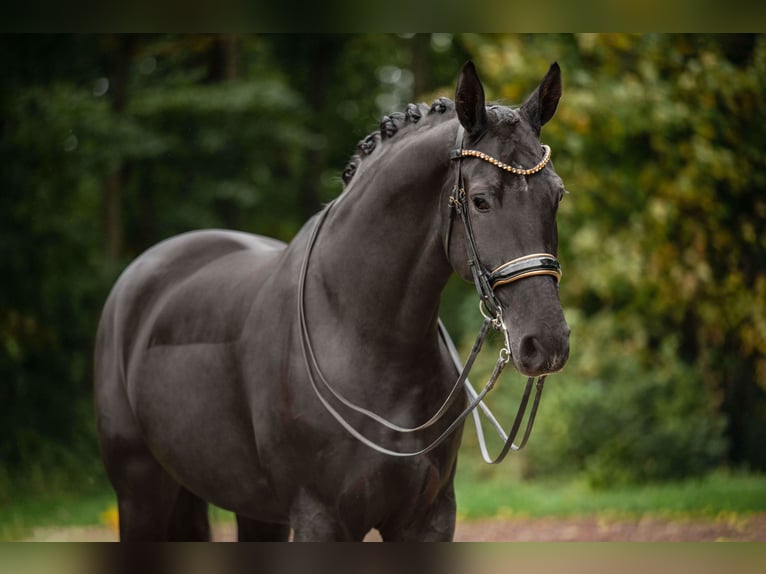 Hannoveraner Wallach 10 Jahre 175 cm Rappe in Wehringen