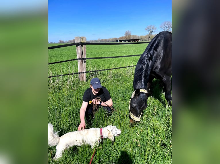Hannoveraner Wallach 10 Jahre 175 cm Schwarzbrauner in Landesbergen