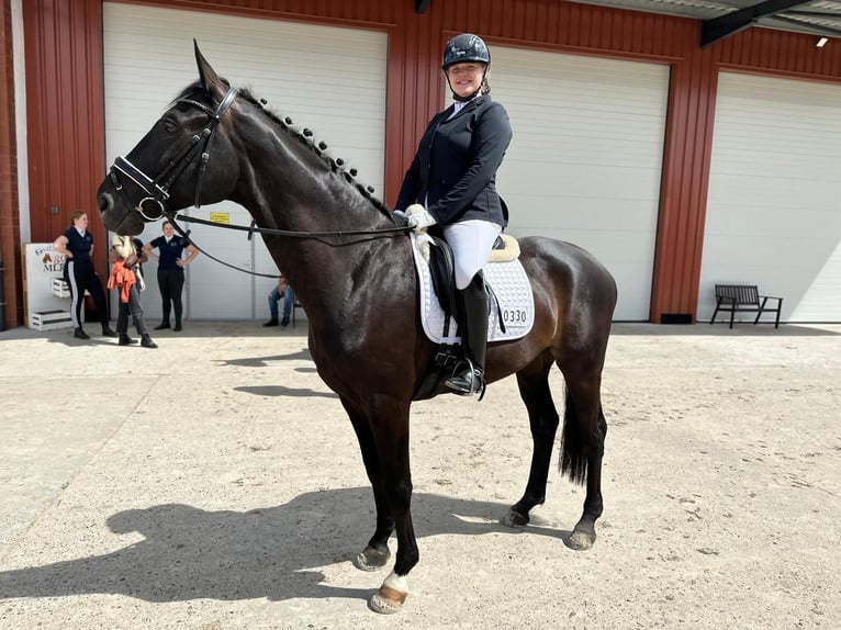 Hannoveraner Wallach 10 Jahre 175 cm Schwarzbrauner in Landesbergen