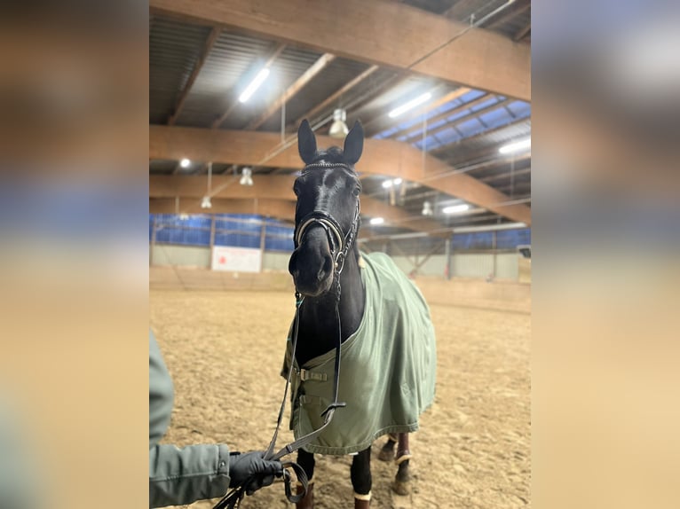 Hannoveraner Wallach 10 Jahre 175 cm Schwarzbrauner in Landesbergen