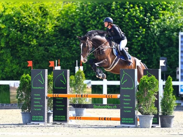 Hannoveraner Wallach 10 Jahre 176 cm Apfelschimmel in Kradolf