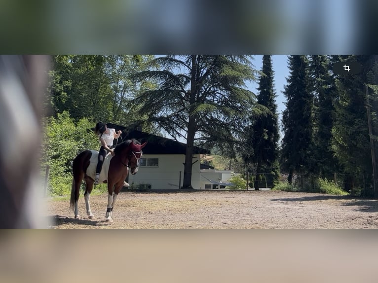 Hannoveraner Wallach 10 Jahre 176 cm Apfelschimmel in Kradolf