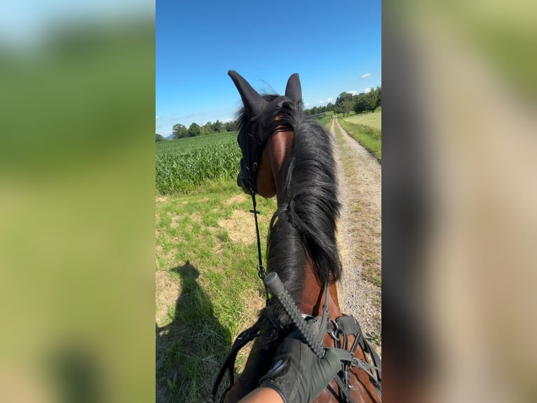 Hannoveraner Wallach 10 Jahre 176 cm Apfelschimmel in Kradolf