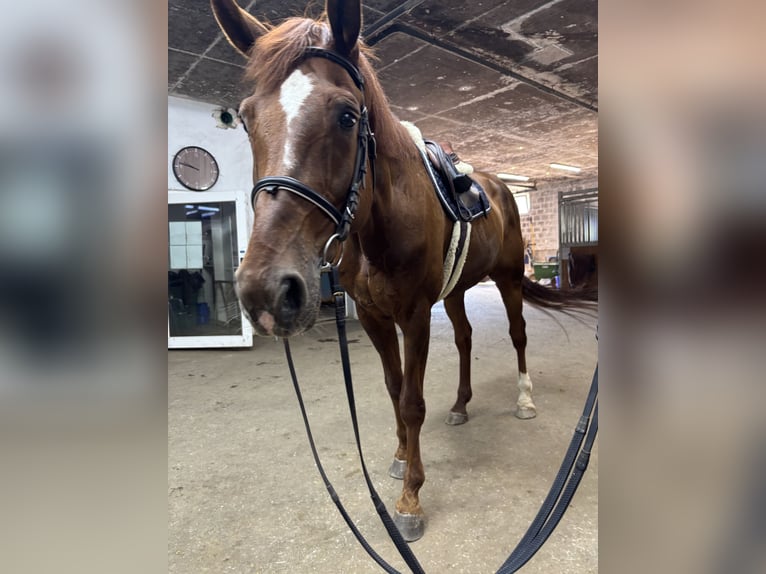 Hannoveraner Wallach 10 Jahre 176 cm Apfelschimmel in Kradolf