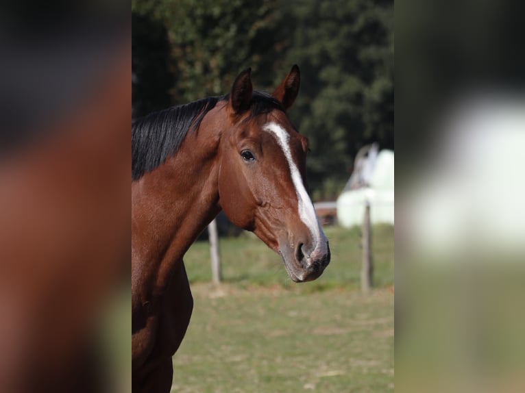 Hannoveraner Wallach 10 Jahre 176 cm Brauner in Bassum