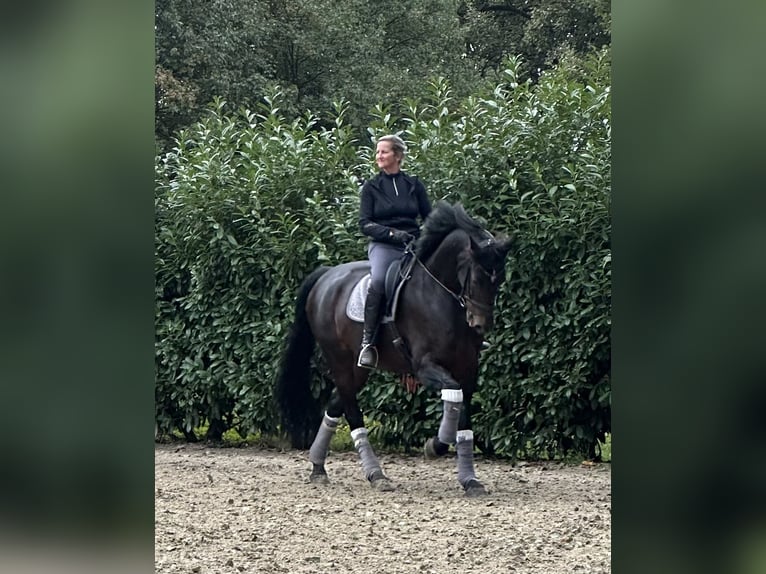 Hannoveraner Wallach 10 Jahre 176 cm Dunkelbrauner in Grefrath