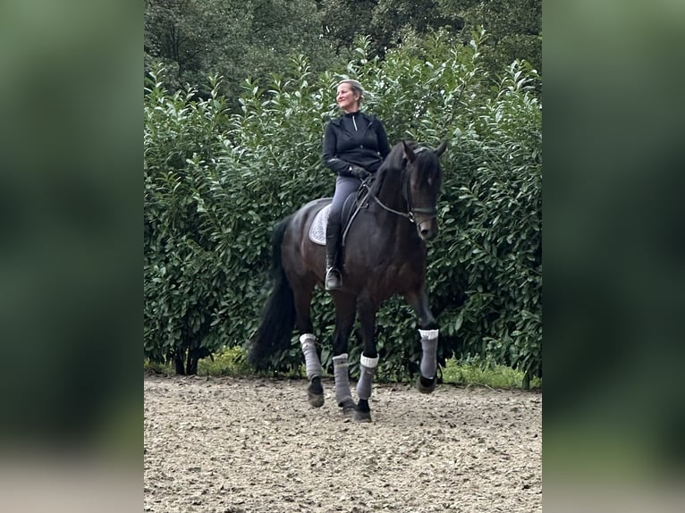 Hannoveraner Wallach 10 Jahre 176 cm Dunkelbrauner in Grefrath