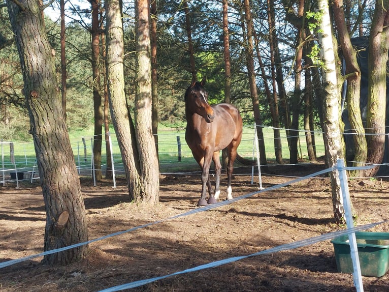 Hannoveraner Wallach 10 Jahre 176 cm Dunkelbrauner in Schildow