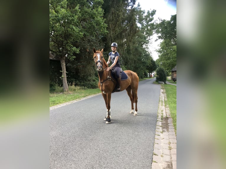 Hannoveraner Wallach 10 Jahre 177 cm Fuchs in Schneverdingen